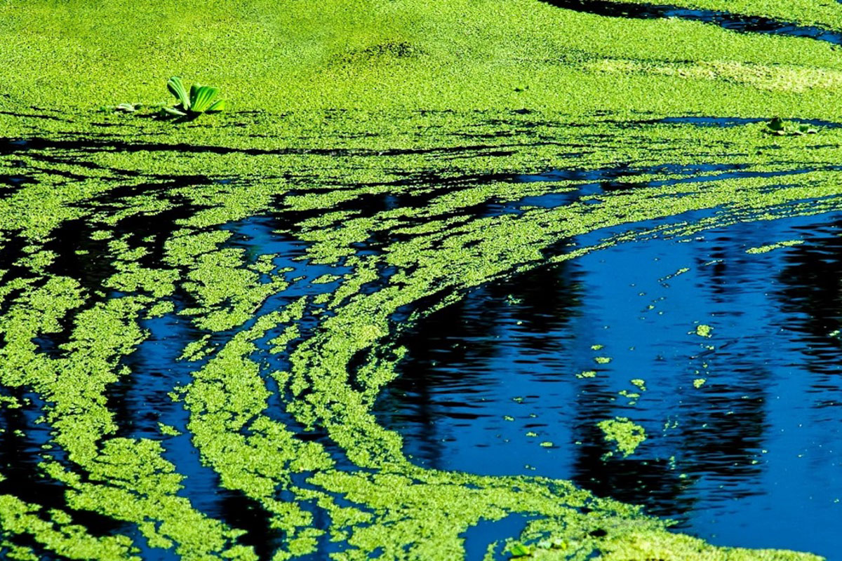 Polytechnics save lakes with the help of microalgae